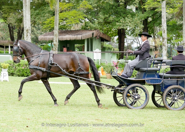 Hospedeiro Interagro/Interagro Lusitanos