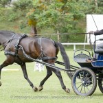 Hospedeiro Interagro/Interagro Lusitanos