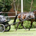 Hospedeiro Interagro/Interagro Lusitanos