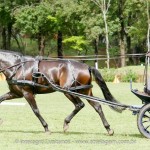 Hospedeiro Interagro/Interagro Lusitanos