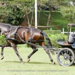 Hospedeiro Interagro/Interagro Lusitanos