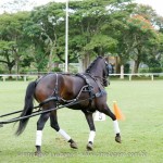 Hospedeiro Interagro/Interagro Lusitanos