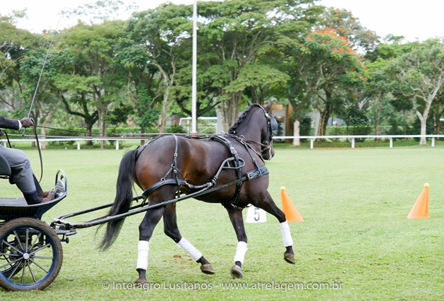 Hospedeiro Interagro/Interagro Lusitanos