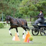 Hospedeiro Interagro/Interagro Lusitanos