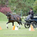 Hospedeiro Interagro/Interagro Lusitanos