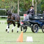 Hospedeiro Interagro/Interagro Lusitanos