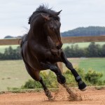 Hospedeiro Interagro/TUPA