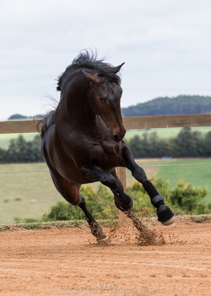 Hospedeiro Interagro/TUPA