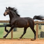 Hospedeiro Interagro/TUPA