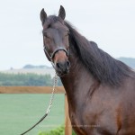 Hospedeiro Interagro/Interagro Lusitanos