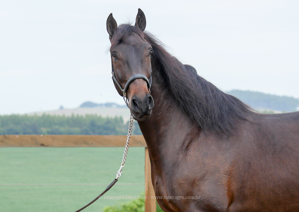 Hospedeiro Interagro/Interagro Lusitanos