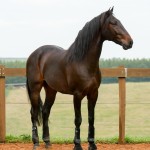 Hospedeiro Interagro/Interagro Lusitanos