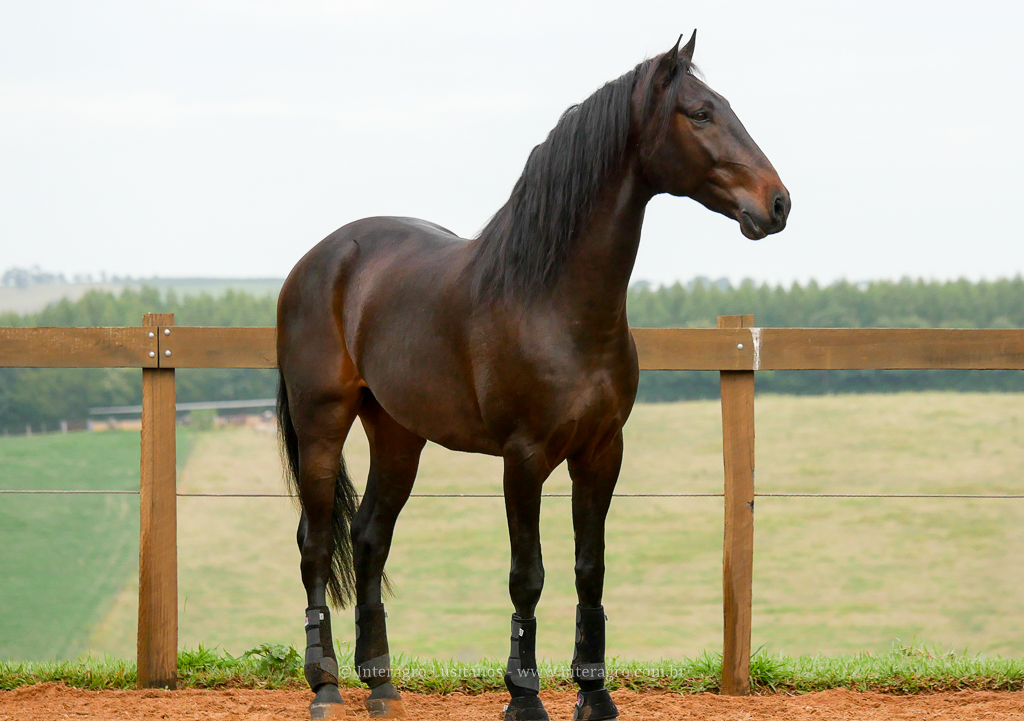 Hospedeiro Interagro/Interagro Lusitanos
