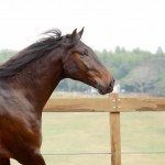 Hospedeiro Interagro/Interagro Lusitanos