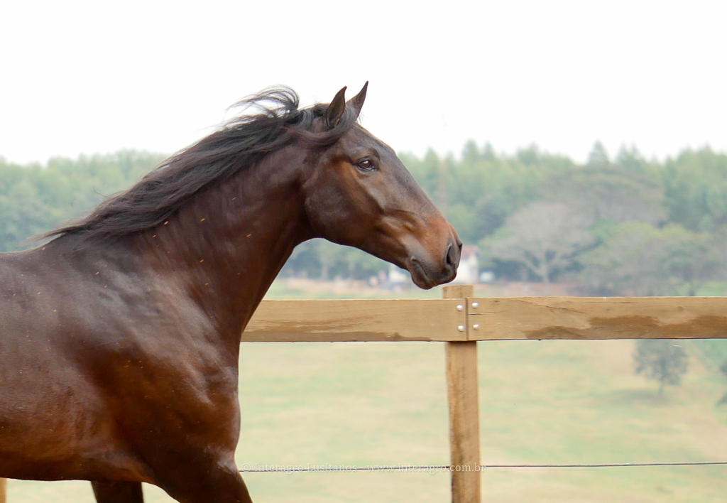 Hospedeiro Interagro/Interagro Lusitanos