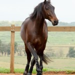 Hospedeiro Interagro/Interagro Lusitanos