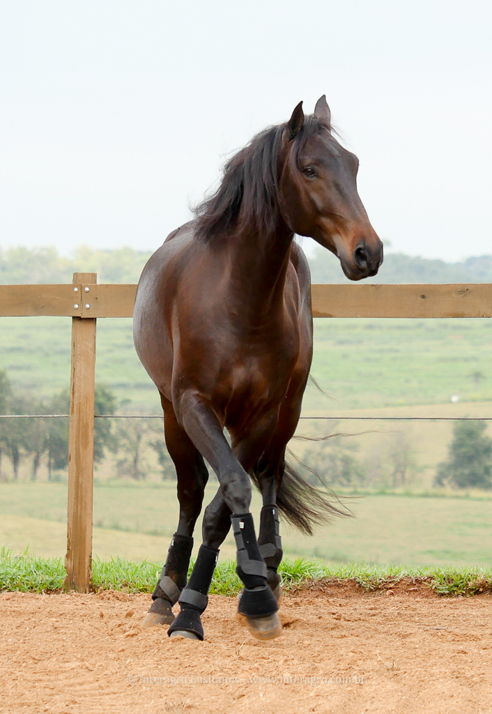 Hospedeiro Interagro/Interagro Lusitanos