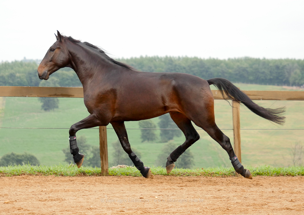 Hospedeiro Interagro/Interagro Lusitanos