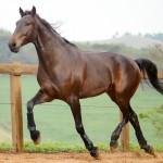 Hospedeiro Interagro/Interagro Lusitanos