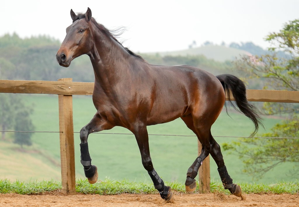 Hospedeiro Interagro/Interagro Lusitanos
