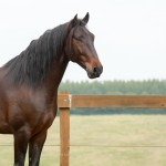 Hospedeiro Interagro/Interagro Lusitanos