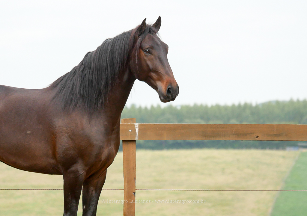 Hospedeiro Interagro/Interagro Lusitanos