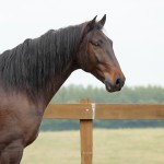 Hospedeiro Interagro/Interagro Lusitanos