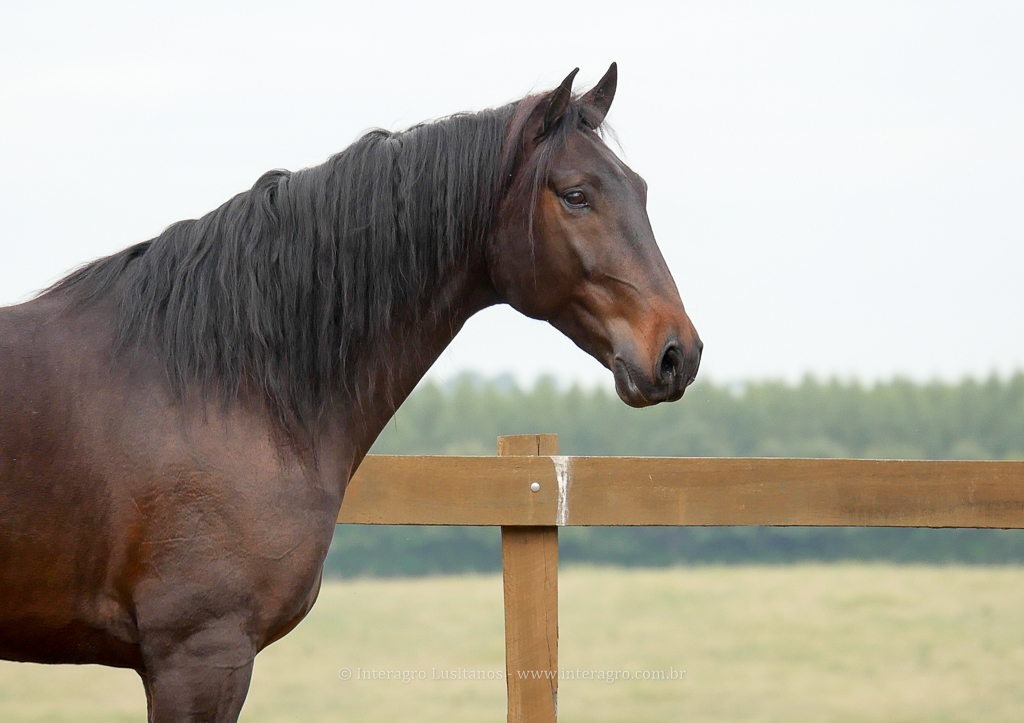 Hospedeiro Interagro/Interagro Lusitanos