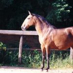 Doca (OI)/Interagro Lusitanos