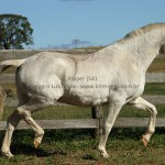 Kipper (SA)/Interagro Lusitanos