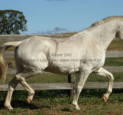 Kipper (SA)/Interagro Lusitanos