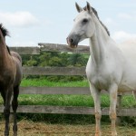 Calliope Interagro and foal Profeta Interagro by Gladiador Interagro/Interagro Lusitanos
