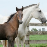 Calliope Interagro and foal Profeta Interagro by Gladiador Interagro/Interagro Lusitanos