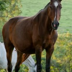 Meiga (MAC)/Interagro Lusitanos