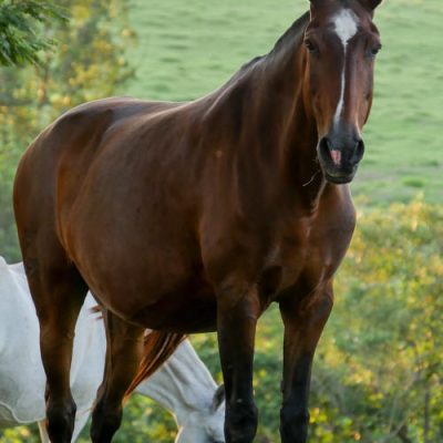 Meiga (MAC)/Interagro Lusitanos