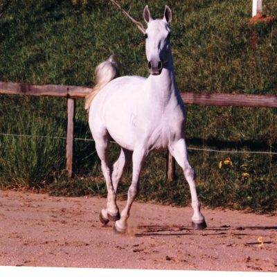 Morgada Interagro/Interagro Lusitanos