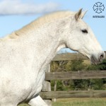 Morgada (MAC)/Interagro Lusitanos