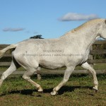 Morgada (MAC)/Interagro Lusitanos