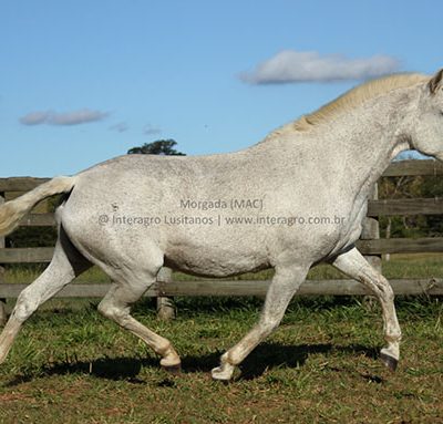 Morgada (MAC)/Interagro Lusitanos