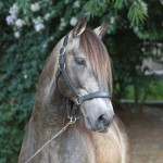 Nicola (MAC)/Interagro Lusitanos