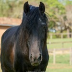 Nordeste (SS)/Interagro Lusitanos 09/2018