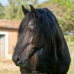 Nordeste (SS)/Interagro Lusitanos 09/2018