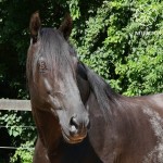 Nordeste (SS)/Photo Interagro Lusitanos