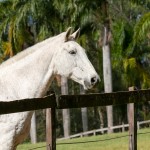 Ociosa Interagro (2019)/Interagro Lusitanos