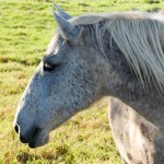 Odisseia (MV) / Interagro Lusitanos 07/2019