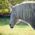 Odisseia (MV) / Interagro Lusitanos 07/2019