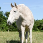 Ópera II MV, grey Lusitano mare imported from Portugal