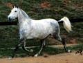 Overture Interagro/Interagro Lusitanos