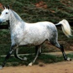 Overture Interagro/Interagro Lusitanos