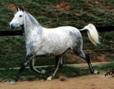 Overture Interagro/Interagro Lusitanos